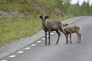 Tarmac Gallery: Reindeer (Rangifer tarandus) with young on the road, Northern Norway, Norway, Scandinavia, Europe