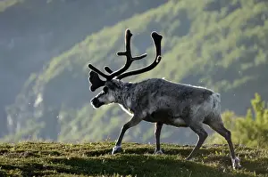 Cervidae Prints: Reindeer or reindeer (Rangifer tarandus), Finnmark, Norway, Scandinavia, Europe
