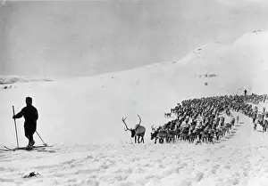 REINDEER IN SWEDEN