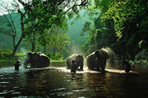 Images Dated 27th February 2011: The relationship of mahouts and elephants