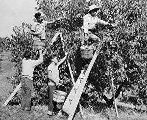 Peach Prints: Relocated Japanese Picking Fruit at Peach Orchard
