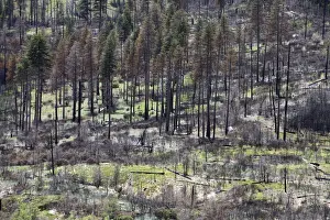 Yosemite National Park Prints: Remains of the forest fire on the outskirts of Yosemite National Park, California, USA