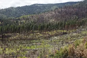 Yosemite National Park Prints: Remains of the forest fire on the outskirts of Yosemite National Park, California, USA