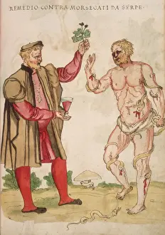 Remedy for Snake Bites