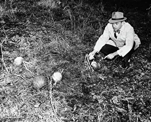 Pumpkin Prints: Reporter Points To Microfilm Pumpkin