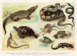 Snake Gallery: Reptiles lithograph 1888