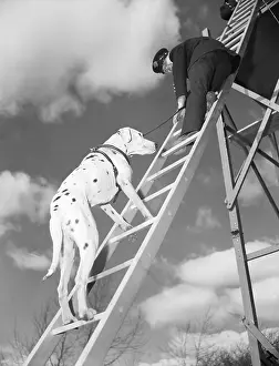 Rescue Prints: Rescue Dog Climbing Fire Ladder