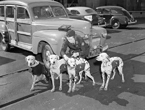 Rescue Prints: Rescue Dogs Preparing for Action