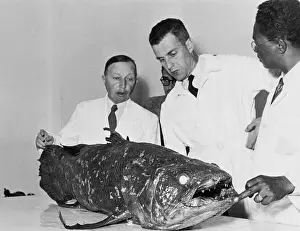 Researchers Looking Over Coelacanth