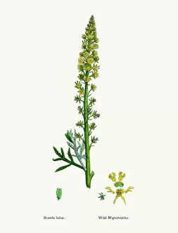 English Botany, or Coloured figures of British Plants Collection: Reseda mignonette plant