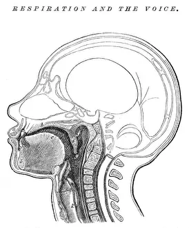 Respirantion and the voice engraving anatomy 1872