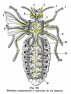 Insect Lithograph Prints: Respiratory system of an insect - Anatomy engraving 1899