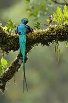 Trogonidae Prints: Resplendent Quetzal