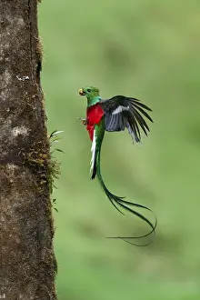 Resplendent Quetzal