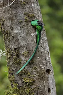 Images Dated 19th April 2017: Resplendent Quetzal