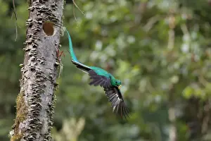 Resplendent Quetzal