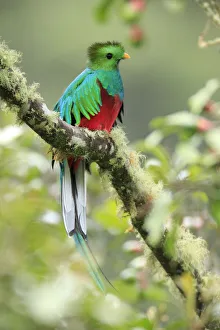 Images Dated 24th August 2017: Resplendent Quetzal
