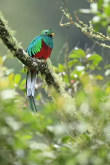 Images Dated 24th August 2017: Resplendent Quetzal