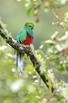 Images Dated 24th August 2017: Resplendent Quetzal