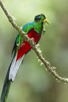 Resplendent Quetzal