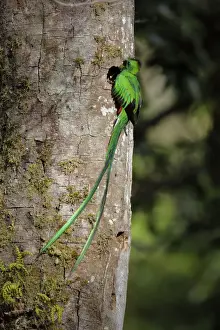 Resplendent Quetzal