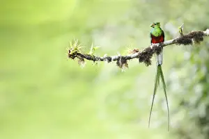 Resplendent Quetzal