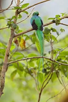 Images Dated 22nd April 2016: Resplendent Quetzal