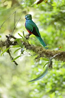 Images Dated 22nd April 2016: Resplendent Quetzal