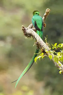 Trogonidae Prints: Resplendent Quetzal