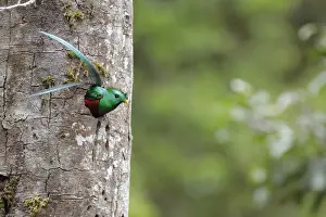 Resplendent Quetzal