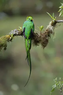 Resplendent Quetzal