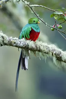 Images Dated 8th August 2016: Resplendent Quetzal
