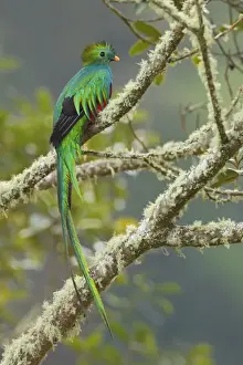 Trogonidae Prints: Resplendent Quetzal