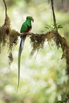 Images Dated 10th August 2016: Resplendent Quetzal
