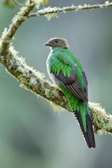 Images Dated 8th August 2016: Resplendent Quetzal