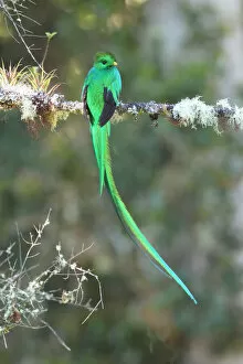 Images Dated 14th June 2015: Resplendent Quetzal