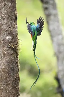 Resplendent Quetzal