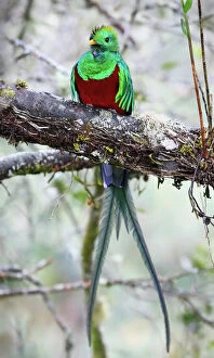 Images Dated 16th January 2015: Resplendent Quetzal (Pharomachrus mocinno), Costa Rica