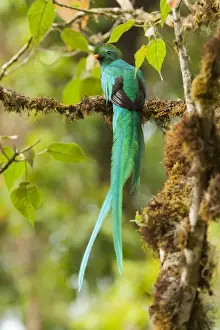 Resplendent Quetzal (Pharomachrus mocinno) male
