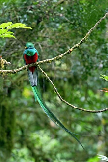 Branch Collection: Resplendent Quetzal -Pharomacrus mocinno-, male, San Gerardo de Dota, Province of San Jose