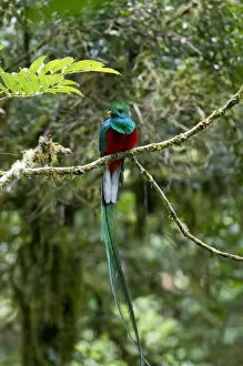 Images Dated 3rd April 2012: Resplendent Quetzal -Pharomacrus mocinno-, male, San Gerardo de Dota, San Jose Province