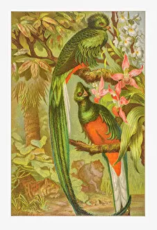 Bird Lithographs Collection: Resplendent Trogon
