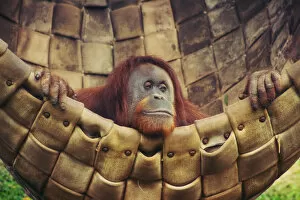 Animals In Captivity Collection: Resting Female Orangutan