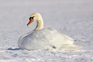 Images Dated 11th February 2010: Resting Mute swan -Cygnus olor- in winter in snow