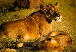 Resting Pride of Lions