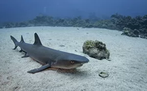Images Dated 13th August 2013: Resting Whitetip