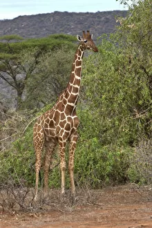 Images Dated 13th October 2011: Reticulated Giraffe -Giraffa camelopardalis reticulata-, Samburu National Reserve, Kenya