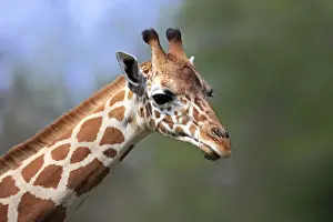 Reticulated Giraffe -Giraffa camelopardalis reticulata-, adult, portrait, captive, Miami, Florida, USA