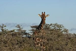 Images Dated 4th September 2006: Reticulated giraffe, Kenya