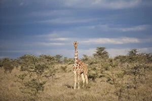 Images Dated 22nd June 2016: Reticulated giraffe, Kenya